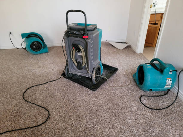 Best Water damage cleanup near me  in Magnolia, NC