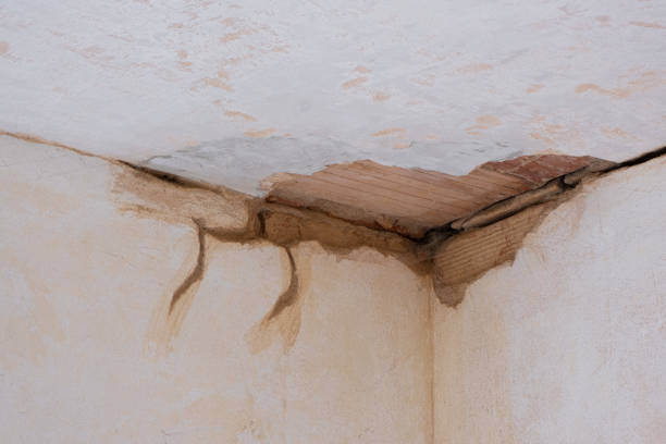 Best Water damage restoration near me  in Magnolia, NC