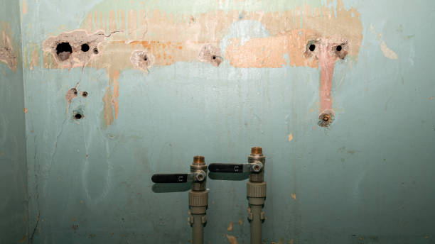 Best Local water damage restoration  in Magnolia, NC