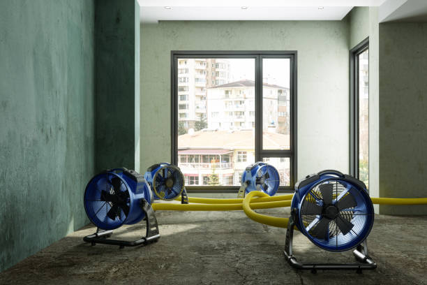 Best Basement water damage restoration  in Magnolia, NC